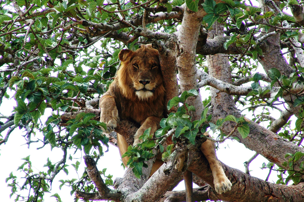 Ishisha lion in tree