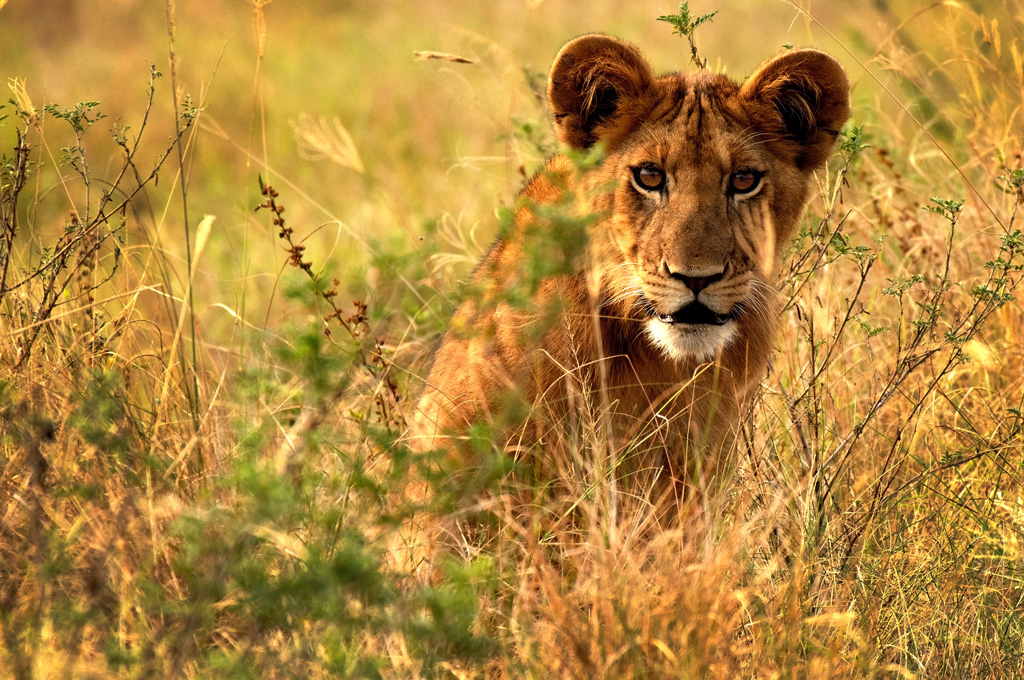 Savanah lion cub