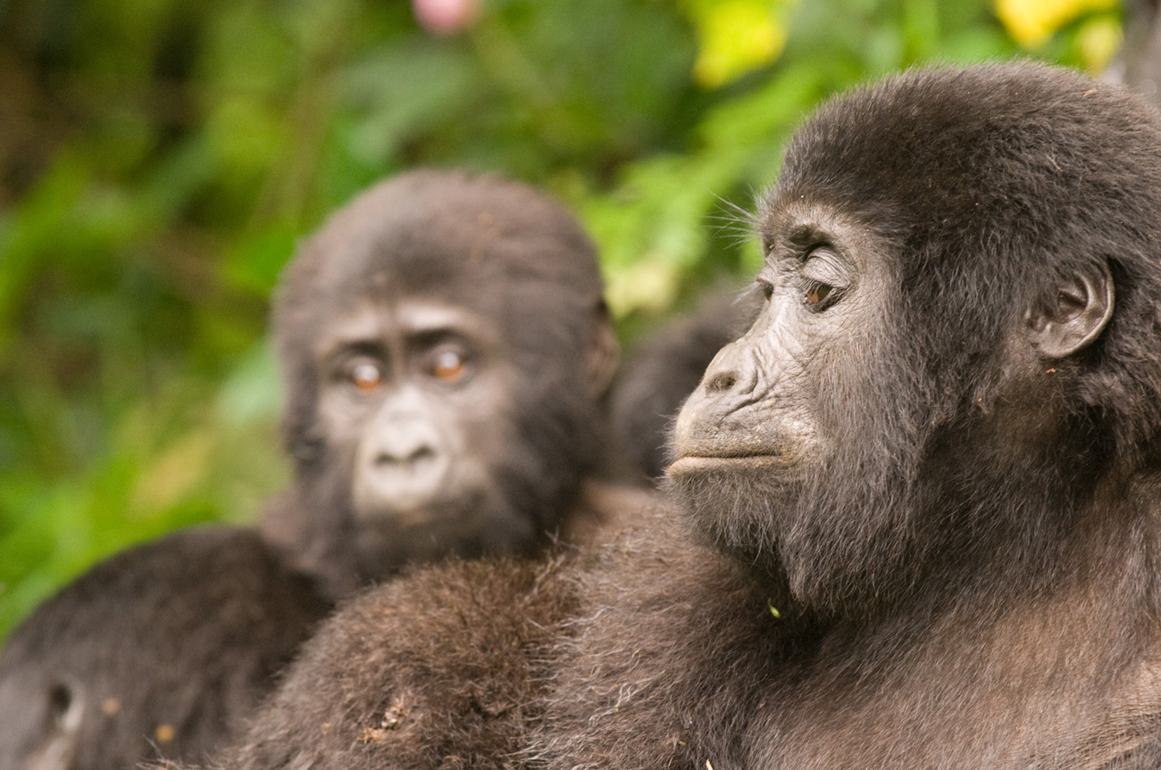 Uganda mountain Gorilla thinking