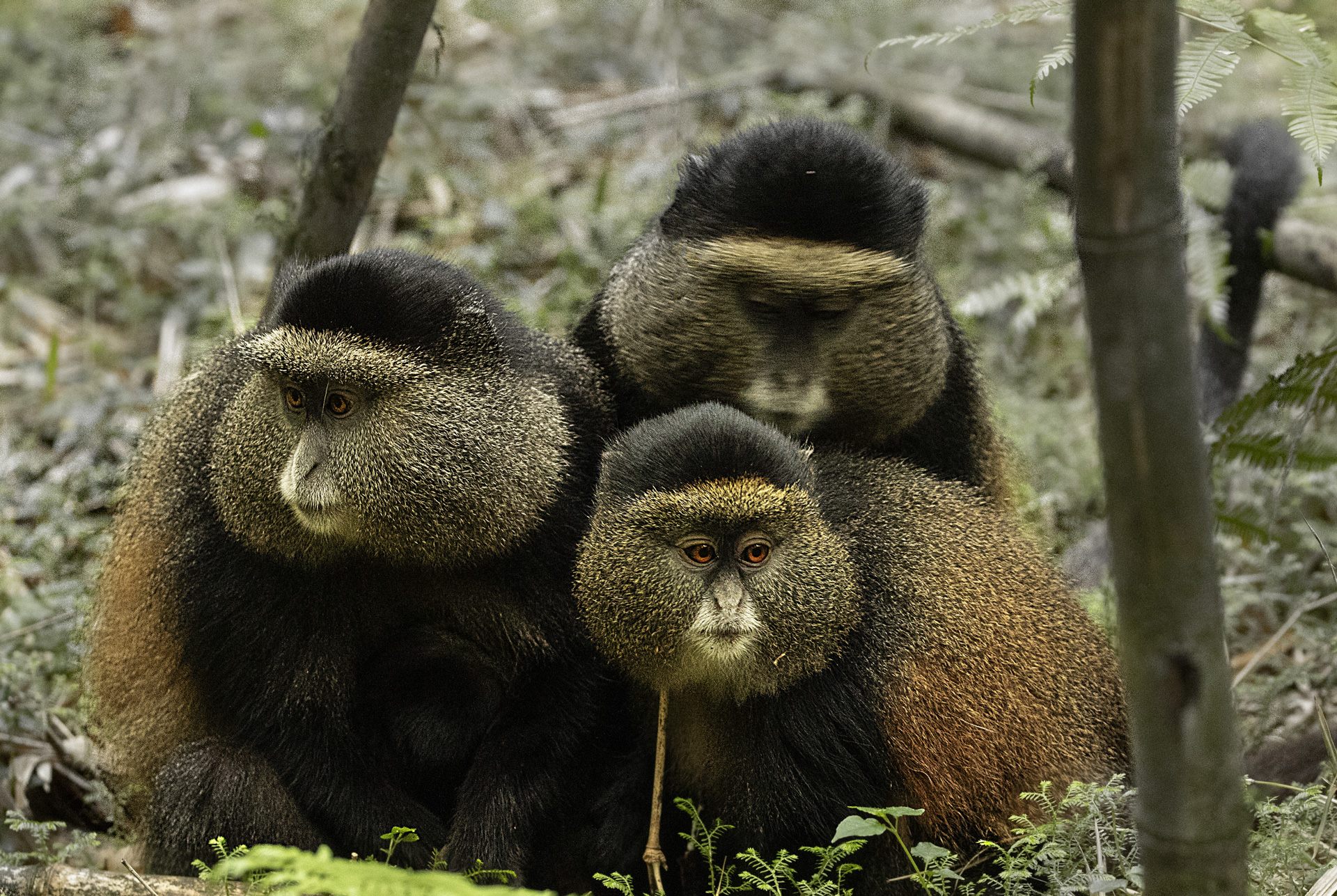 golden monkey trio