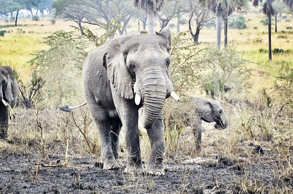 Safari skies spotting elephants at Murchisonfalls national park Uganda B