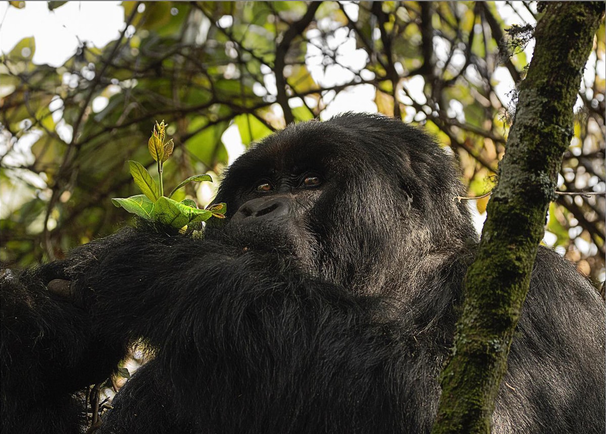 Gorilla Treckking Uganda Air safaris One of life’s greatest experiences