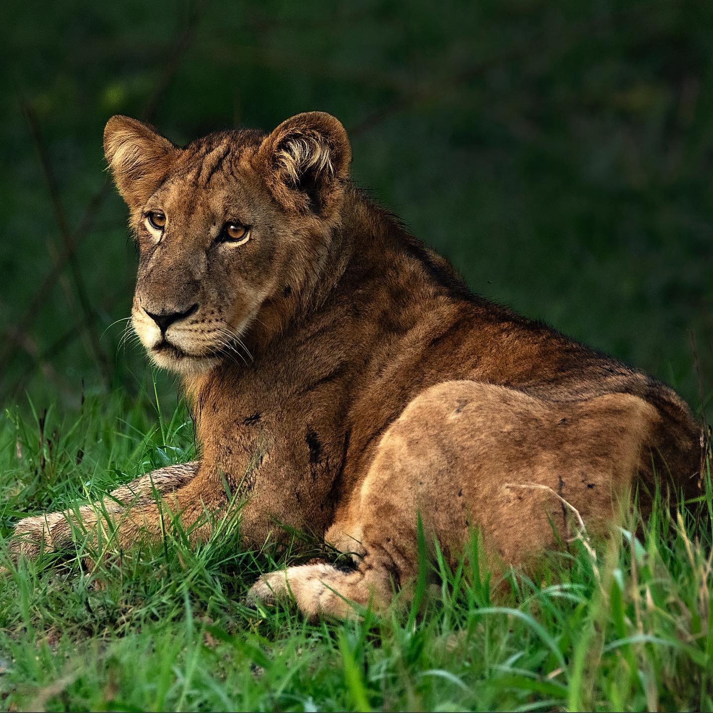 Lion cub Safari skies