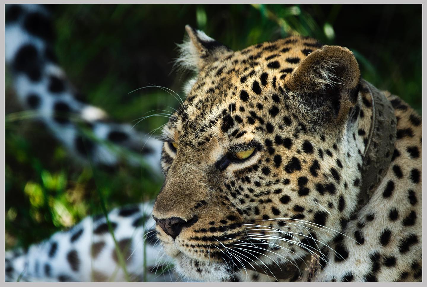 Visit uganda leopard safari skies