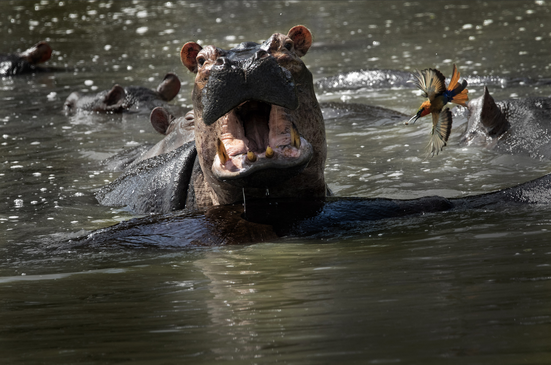 hippo & bee eater