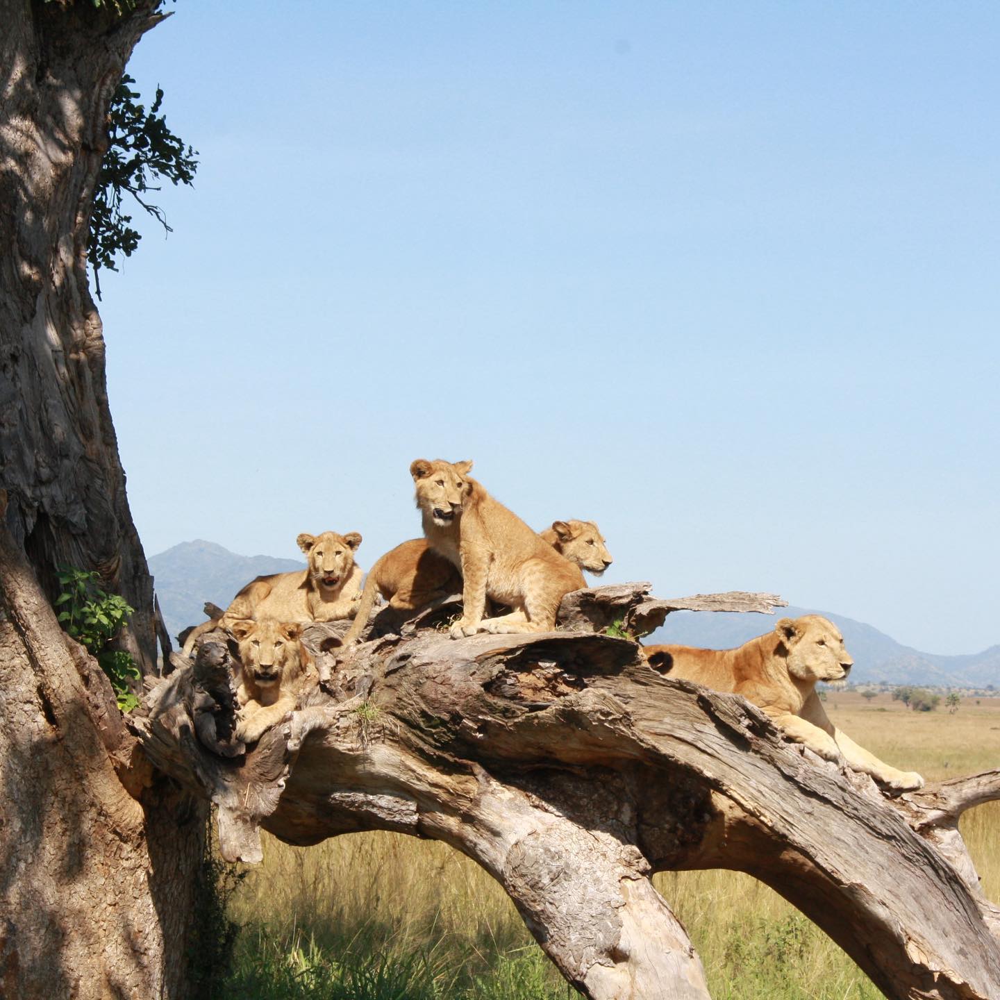 Apoka safari lodge -Kidepo Valley