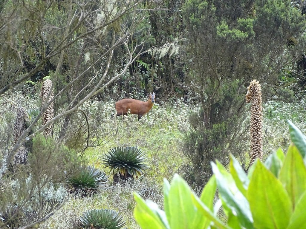 Red duiker spotted in Bamboo Mimulopsis Zone to Kalalama